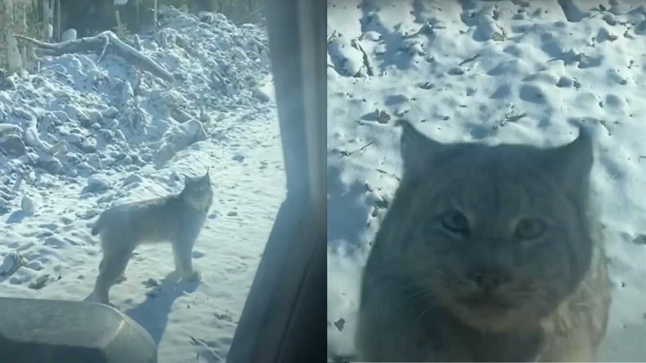 lynx attacks truck in canada