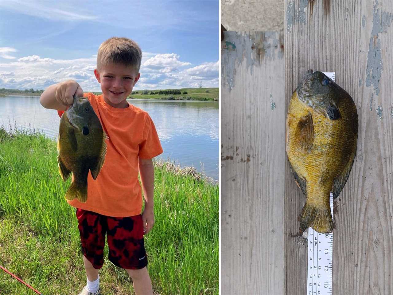 montana green sunfish record