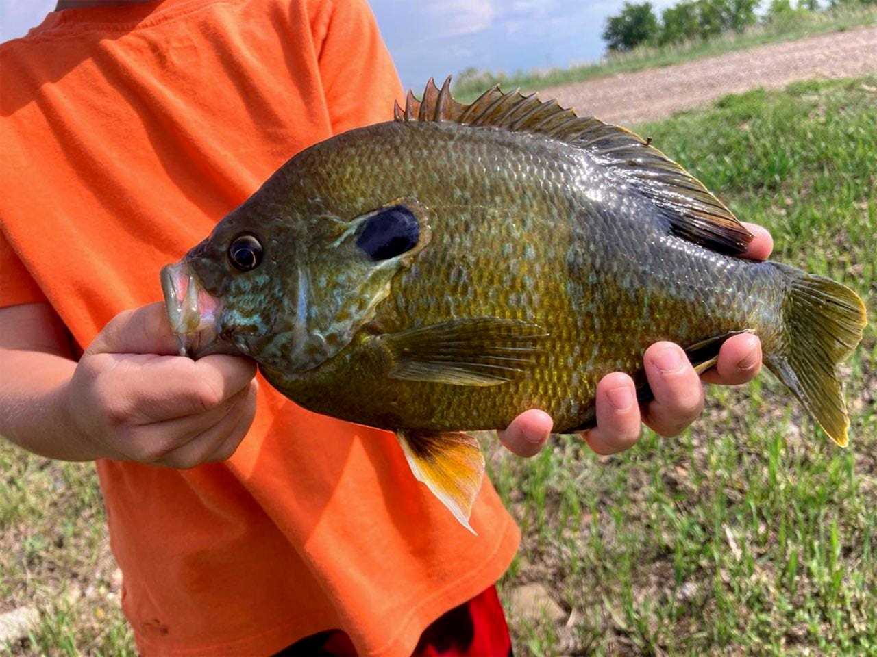 montana green sunfish record 2