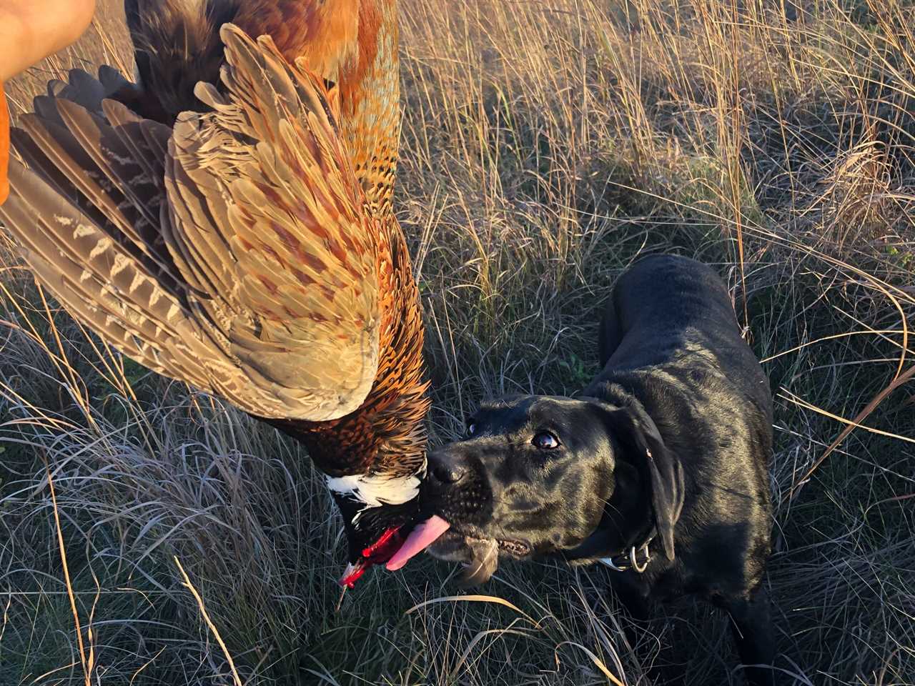 A black Labrador licks a pheasant.