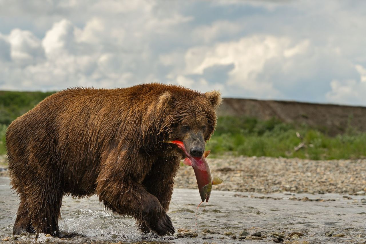 bristol bay protections EPA decision 1/31/23