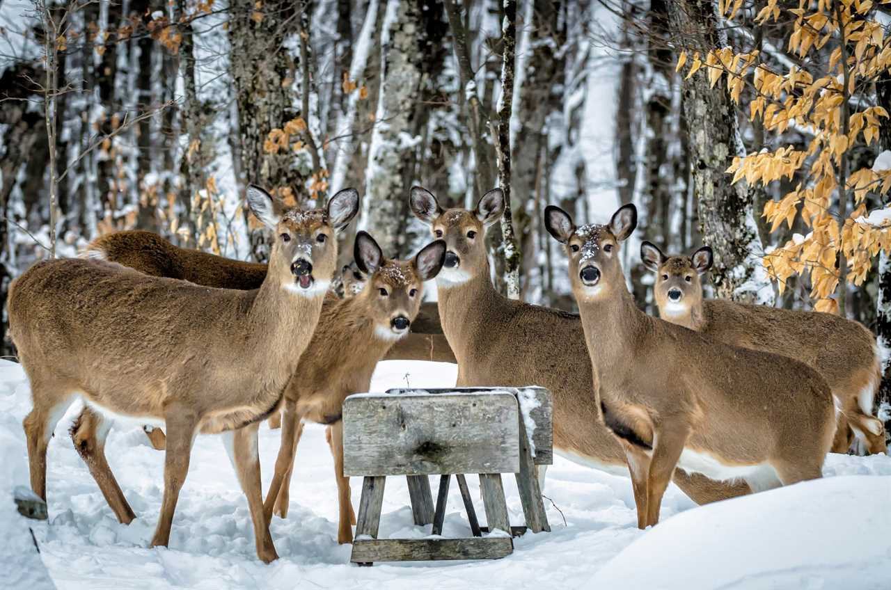 poaching charge michigan