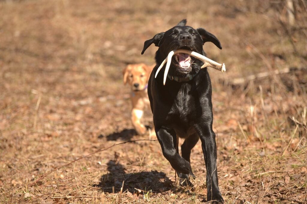 Hunting dog retrieving shed deeer antlers.