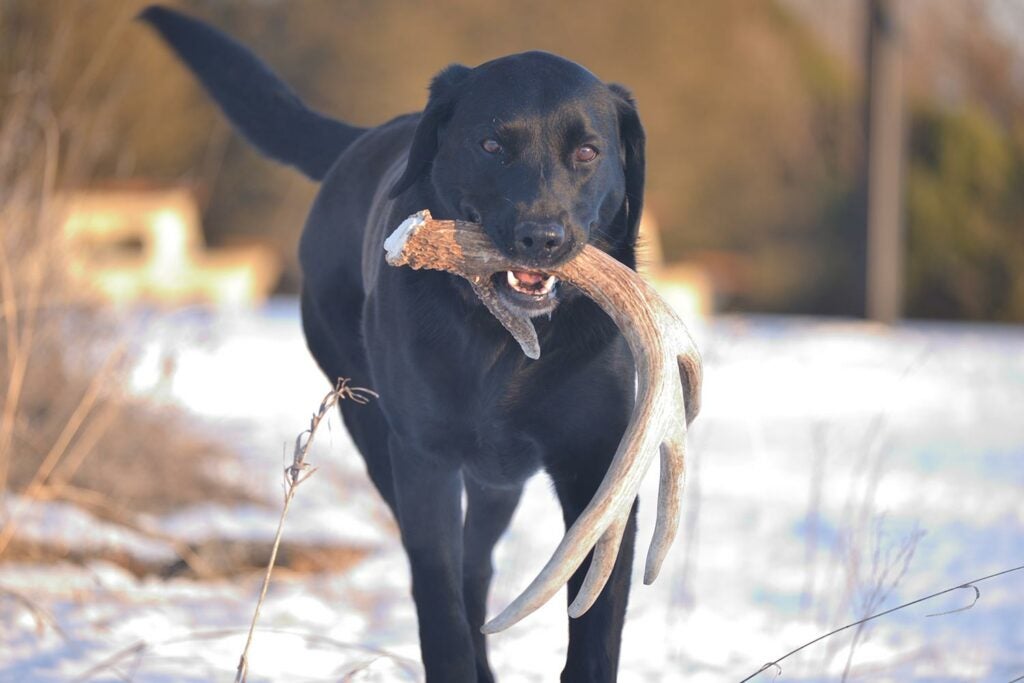 Hunting dog with a shed deer antler