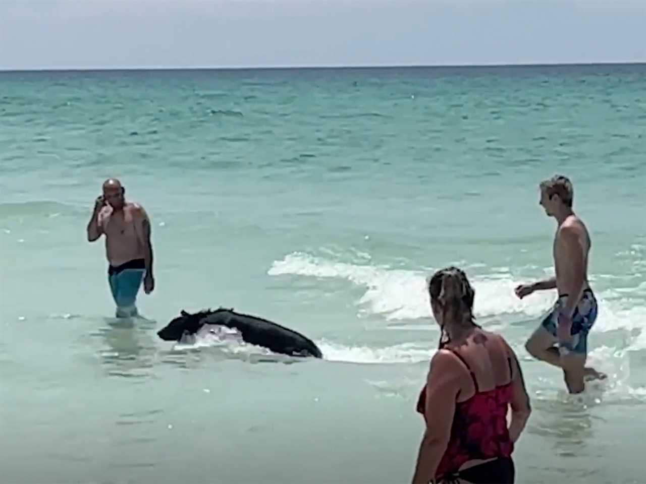 bear at the beach