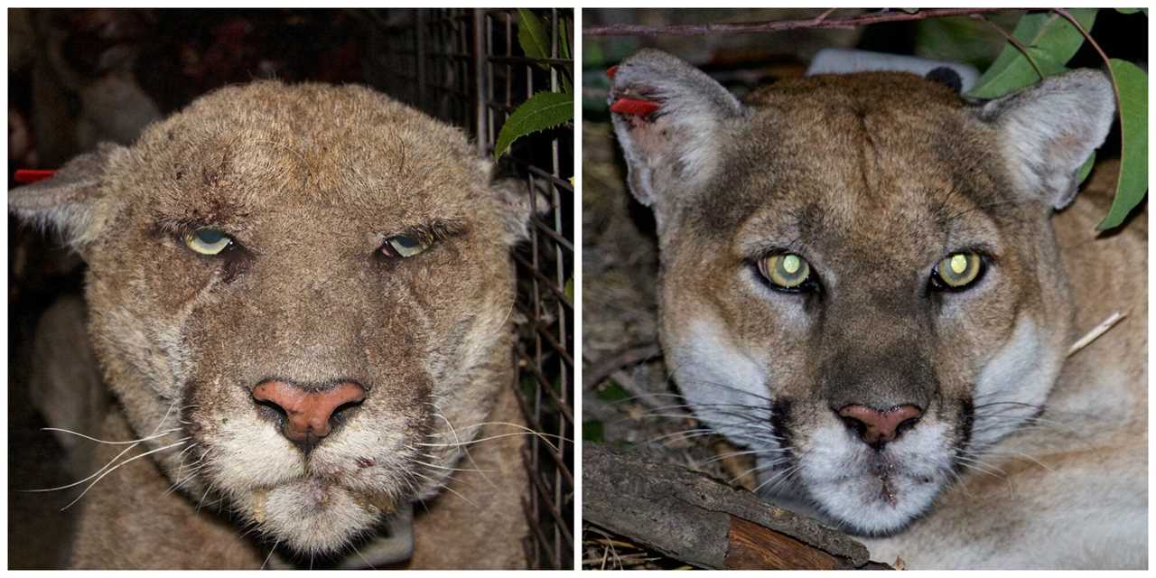 p-22 celebrity cougar mange