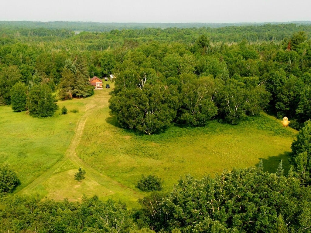 video wild turkey drone 2
