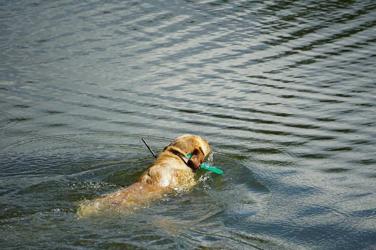 Waterfowl Hunting Gear photo