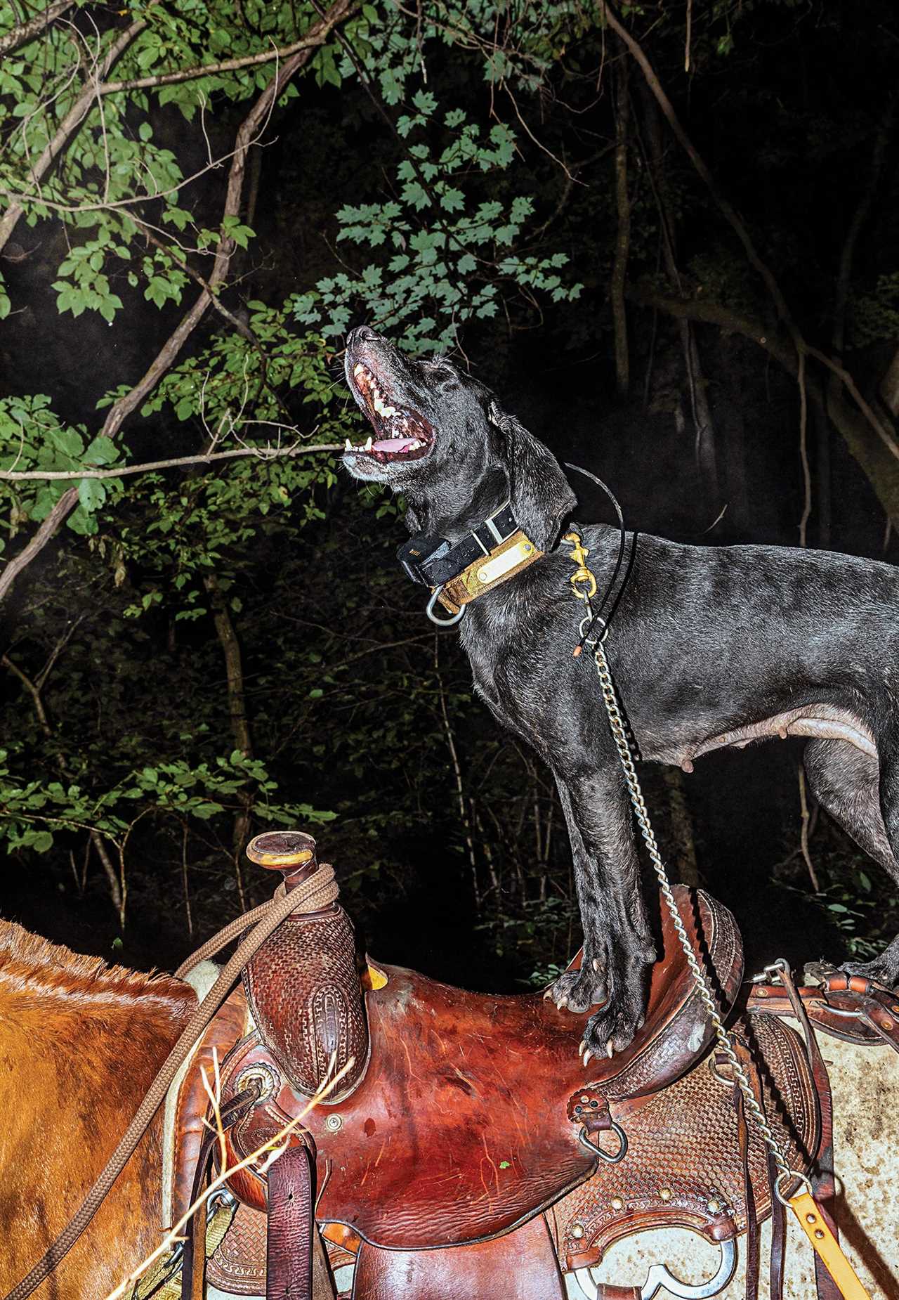 Dog stands on mule's saddle and looks up into tree