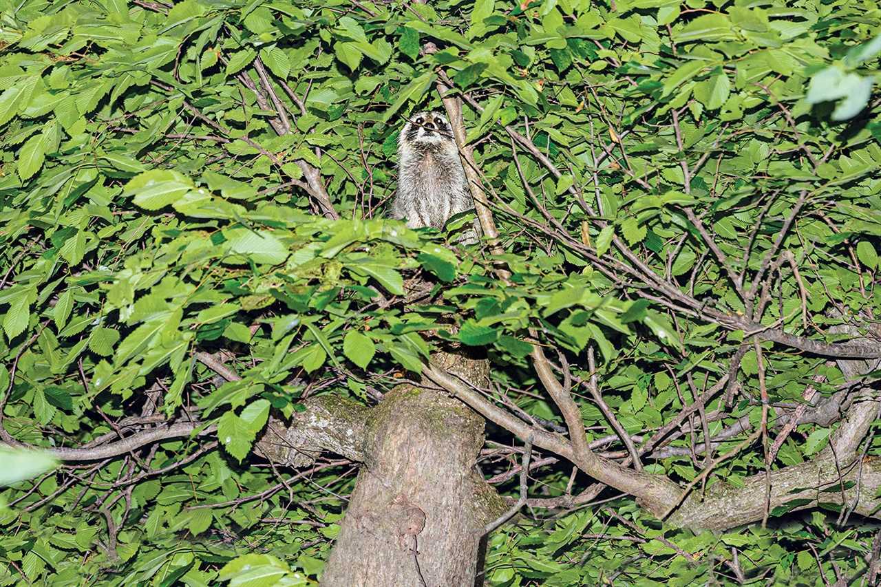 raccoon up a tree