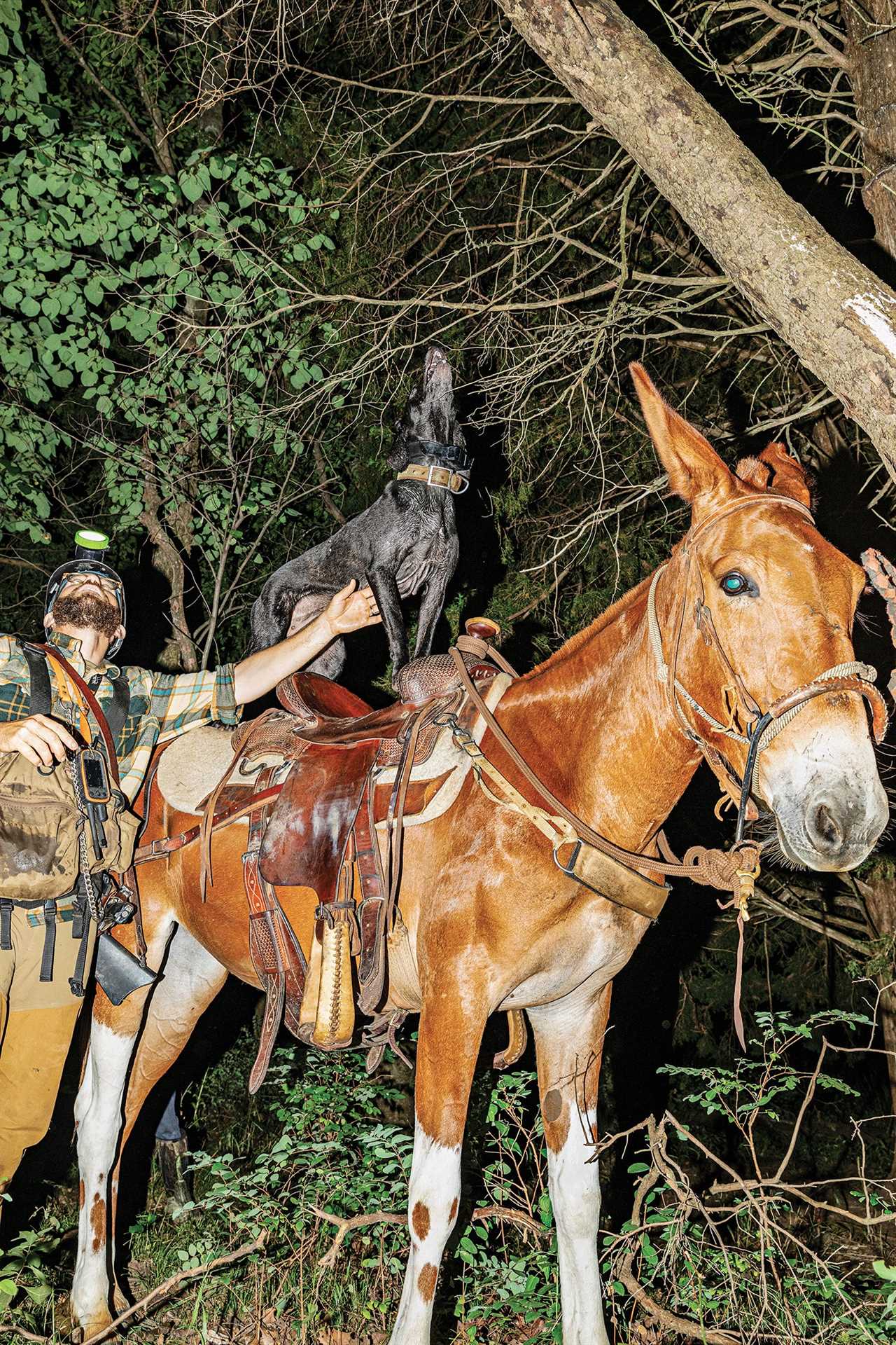 mule stands calmly while a hunter steadies the barking dog on the mule's back