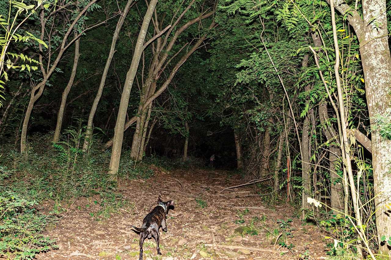 dog runs down path into dark woods