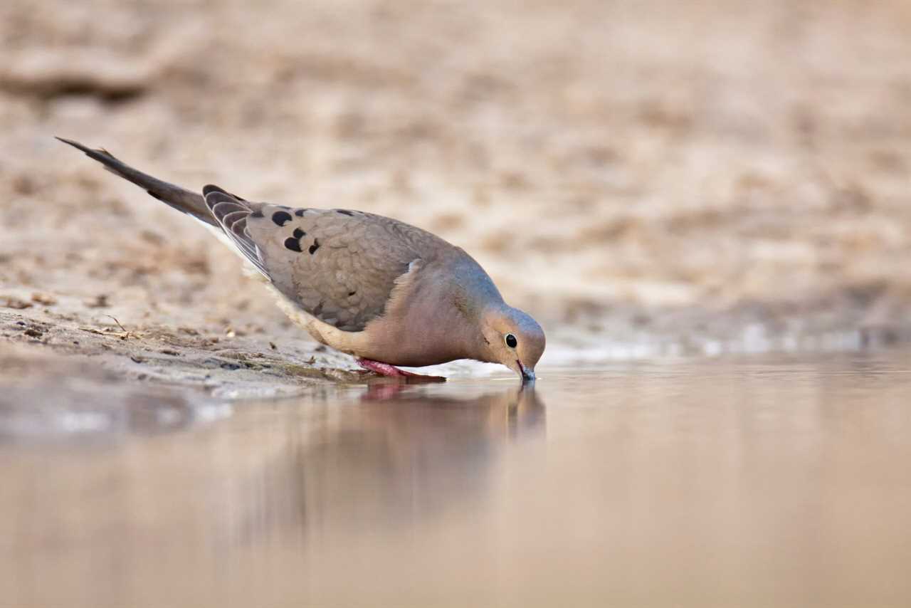 Doves need water to survive.