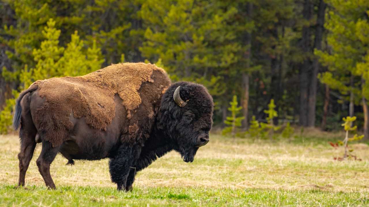 Yellowstone bison in field
