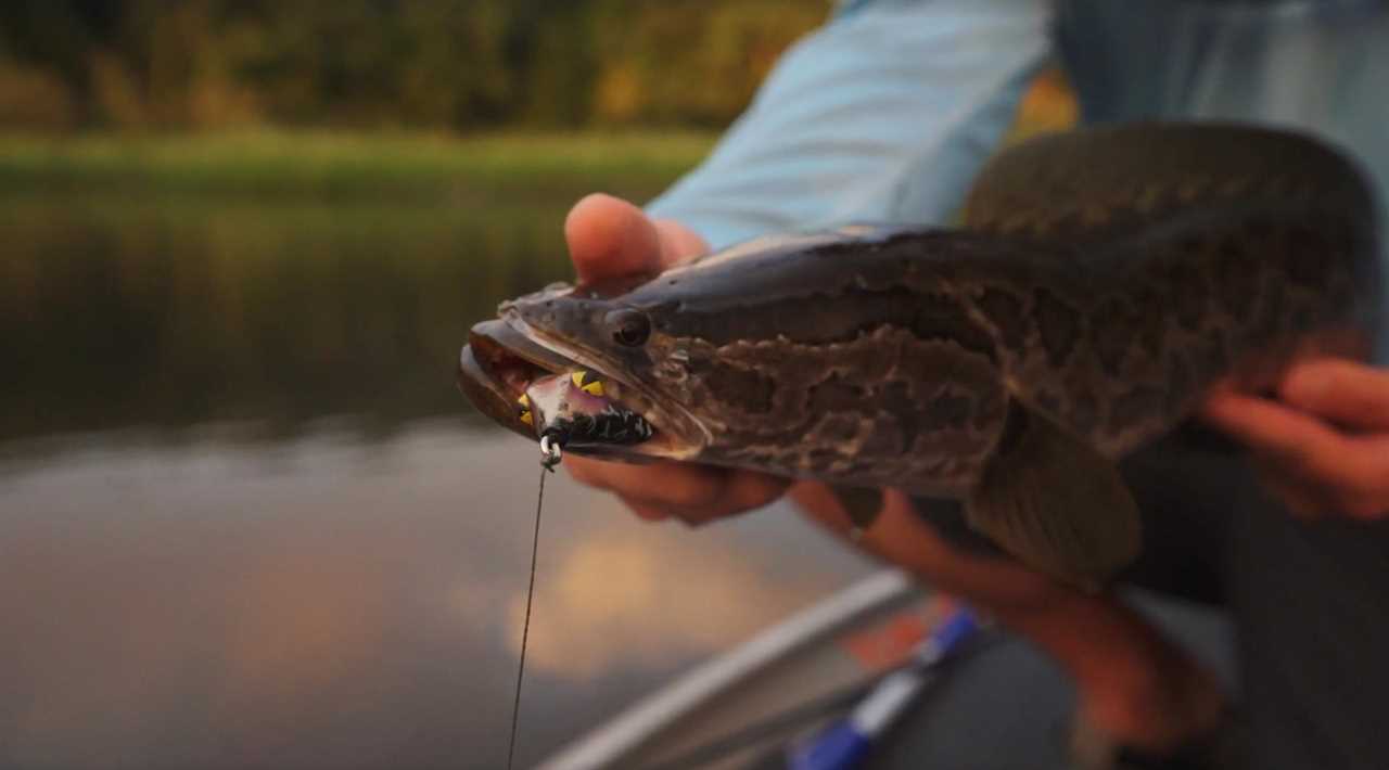 The Teckel Sprinker is one of the best frog lures