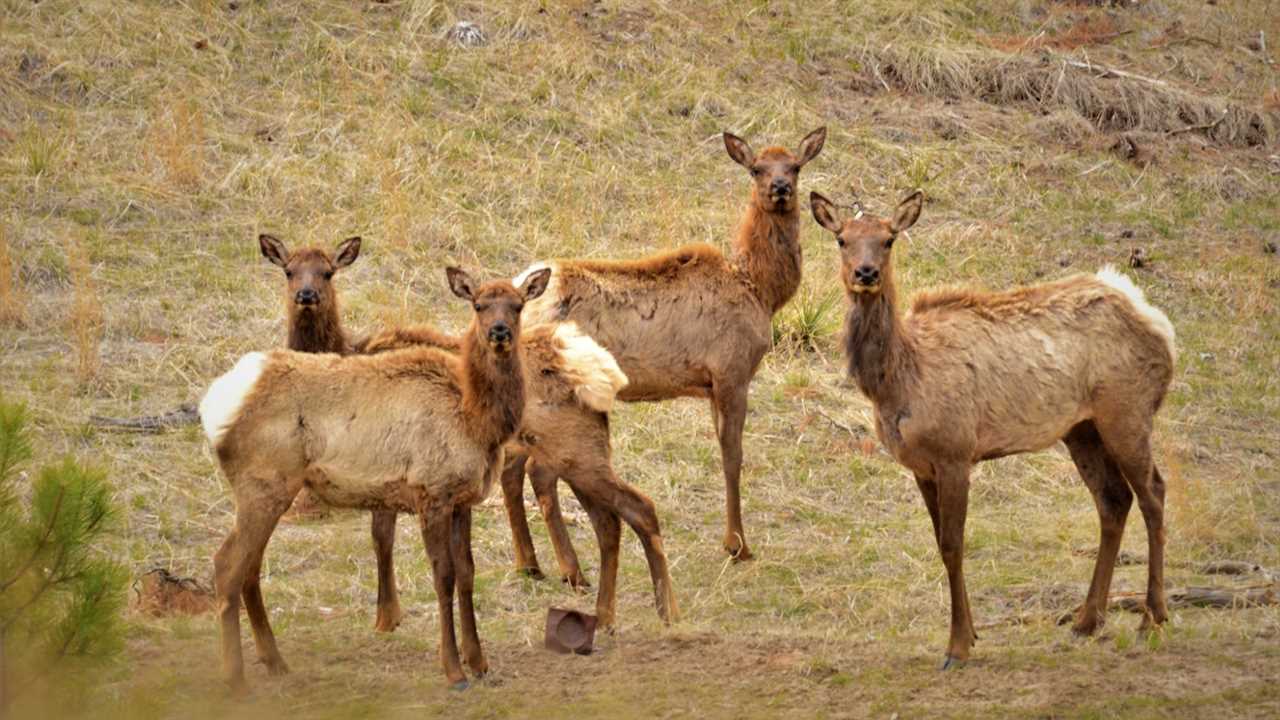 cow elk in nebraska