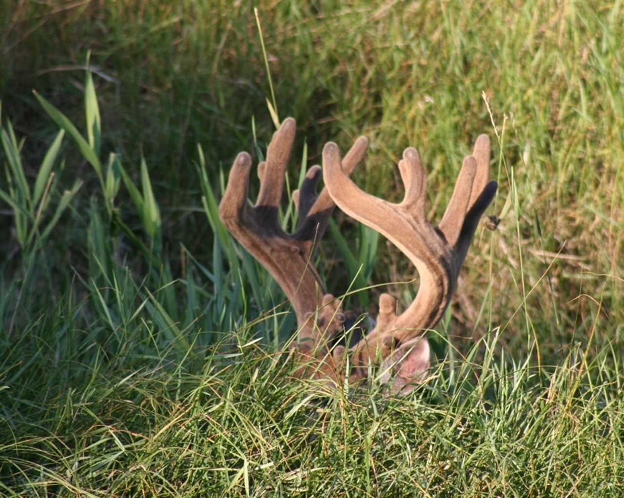 The tips of a whitetail buck's full velvet antlers peek above tall grass.