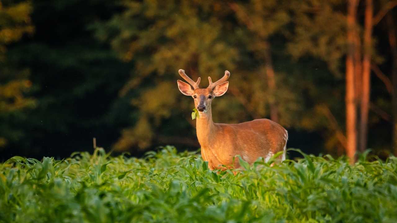 whitetail eating in cornfield