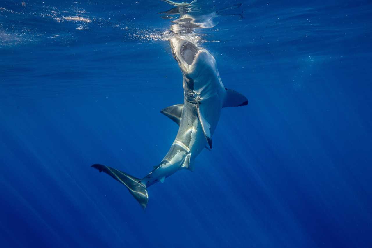 video surfer punches shark