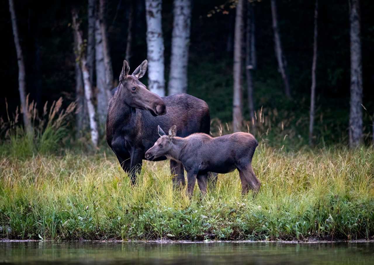 how big is a moose