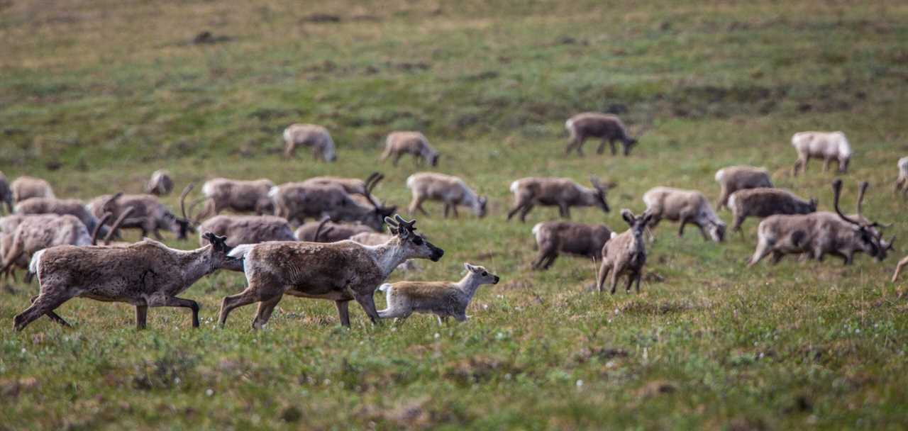 A wolf can prey on caribou calves.