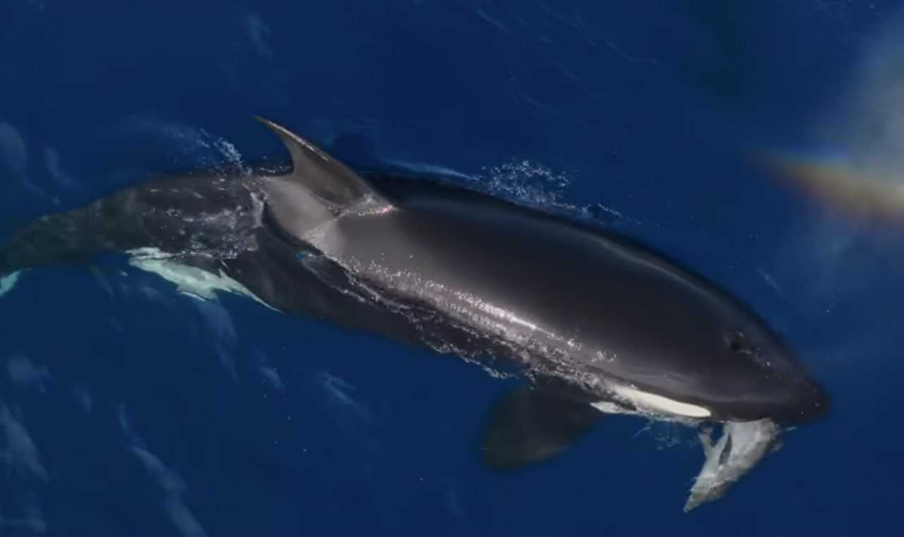 video orcas hunting dolphins
