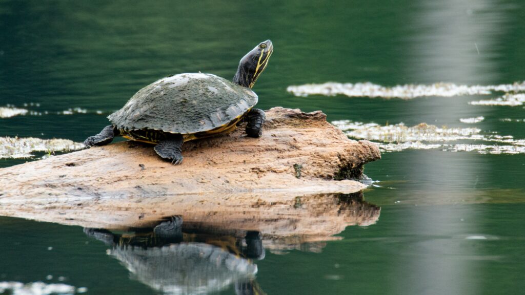 Weeki Wachee Kayaking: The Perfect Location for Kayakers! 9 Weeki Wachee kayaking