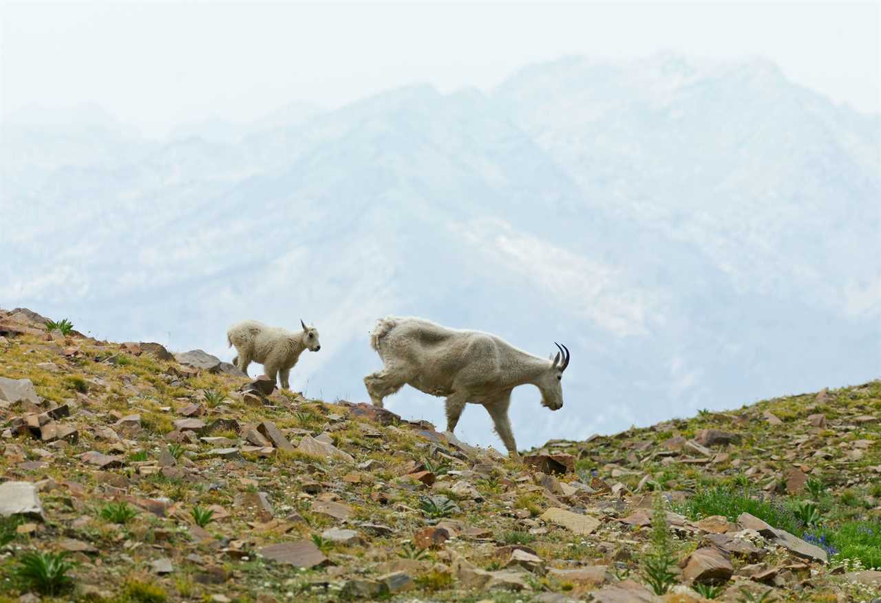mountain goats