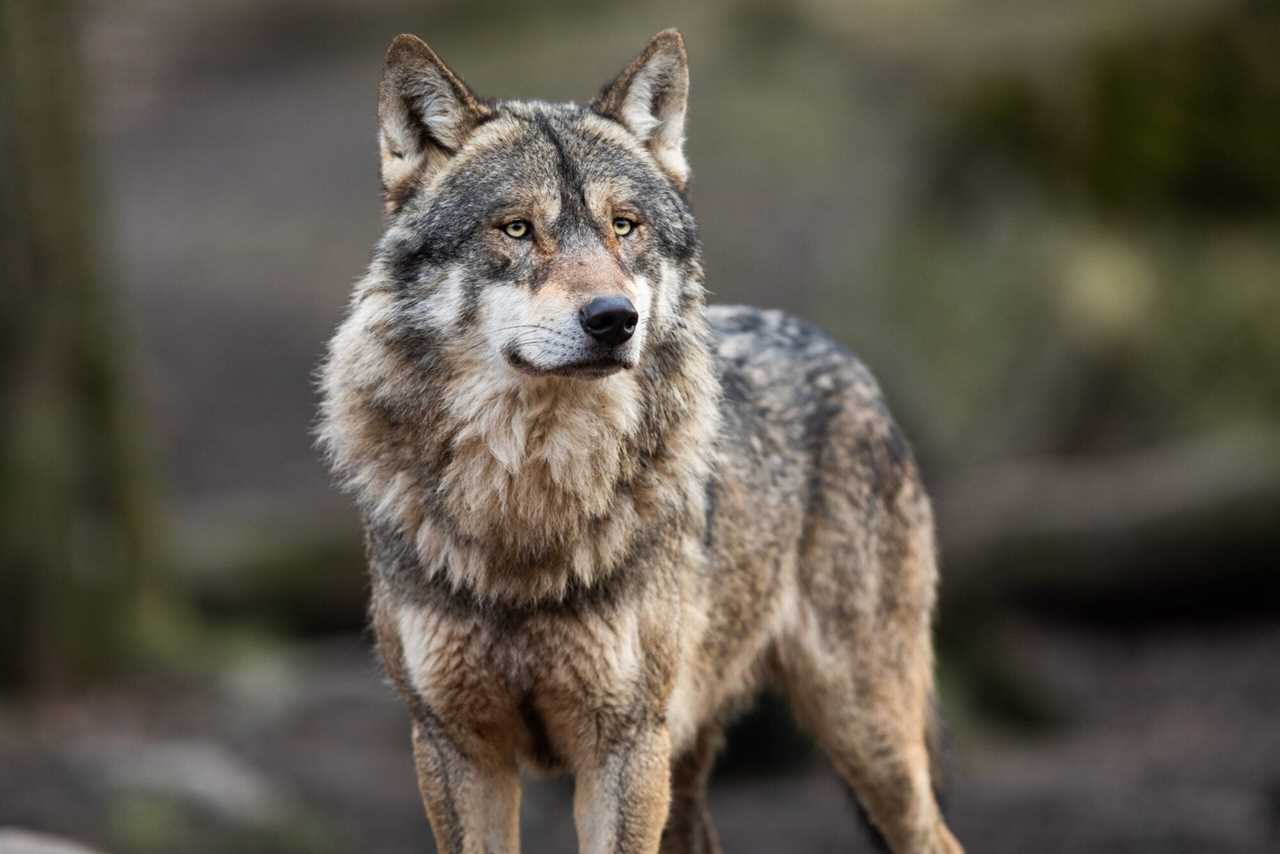 lone wolf in woods