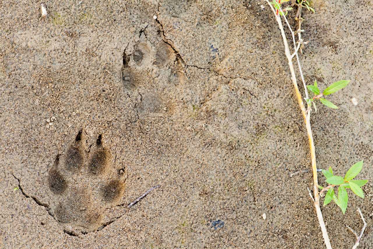 wolf track in sand