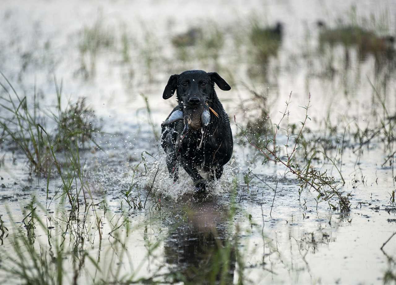 Retrieving a blue-winged teal back to hand.