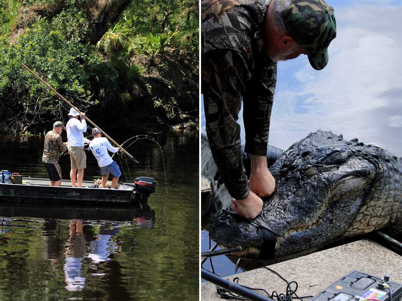 second heaviest florida alligator 4