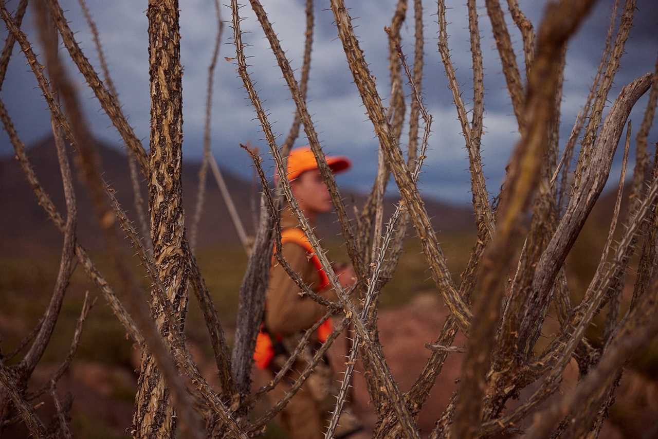 hunter out of focus in background behind prickly desert brush 