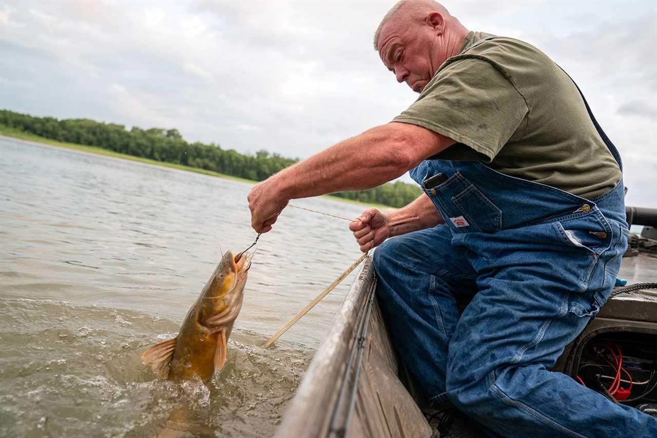 Trotliner catches flathead catfish from white river