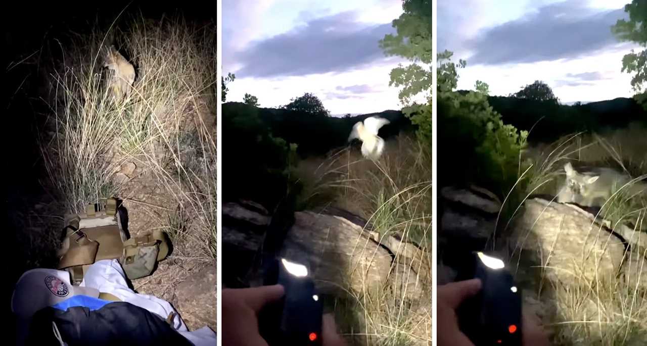 screenshots of fox hunting a dove