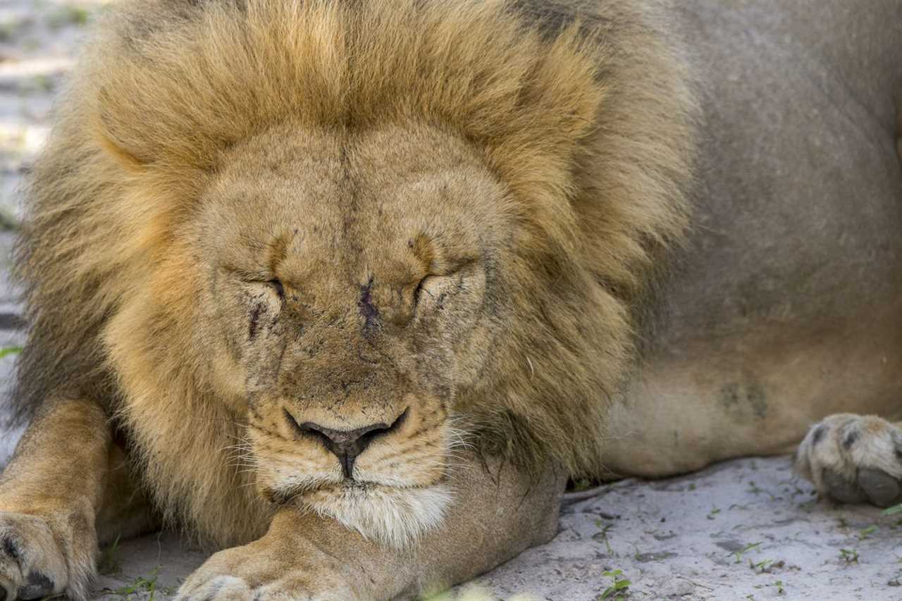 A male lion (Panthera leo) is sleeping in the shade of a...