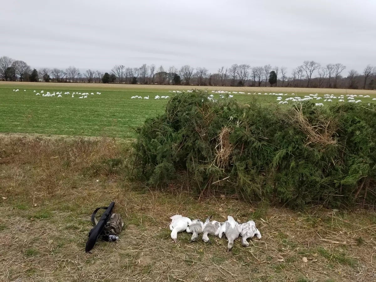 goose caller imprisoned video