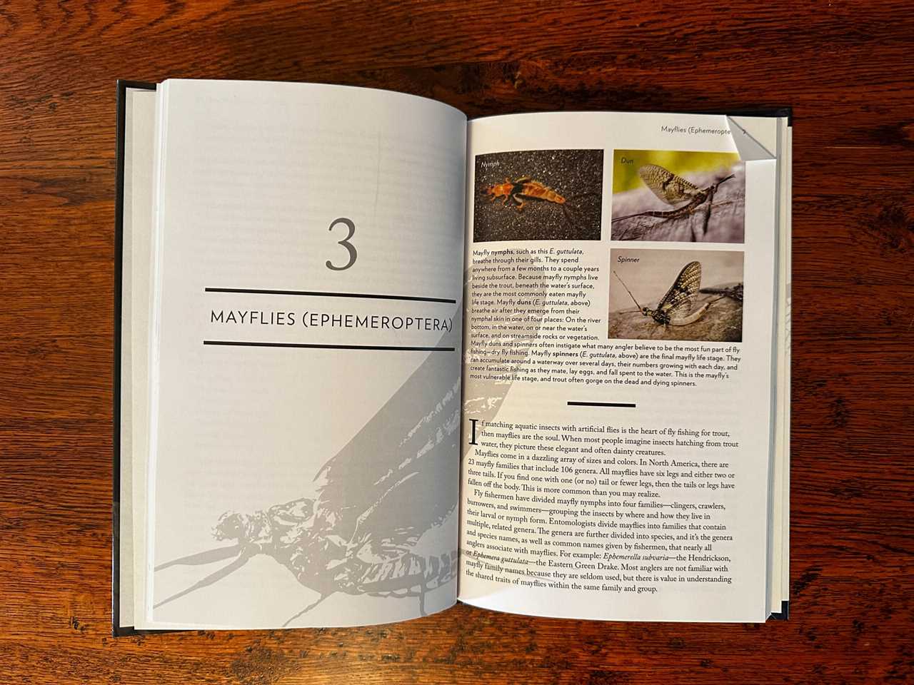 Photos in the Bug Book