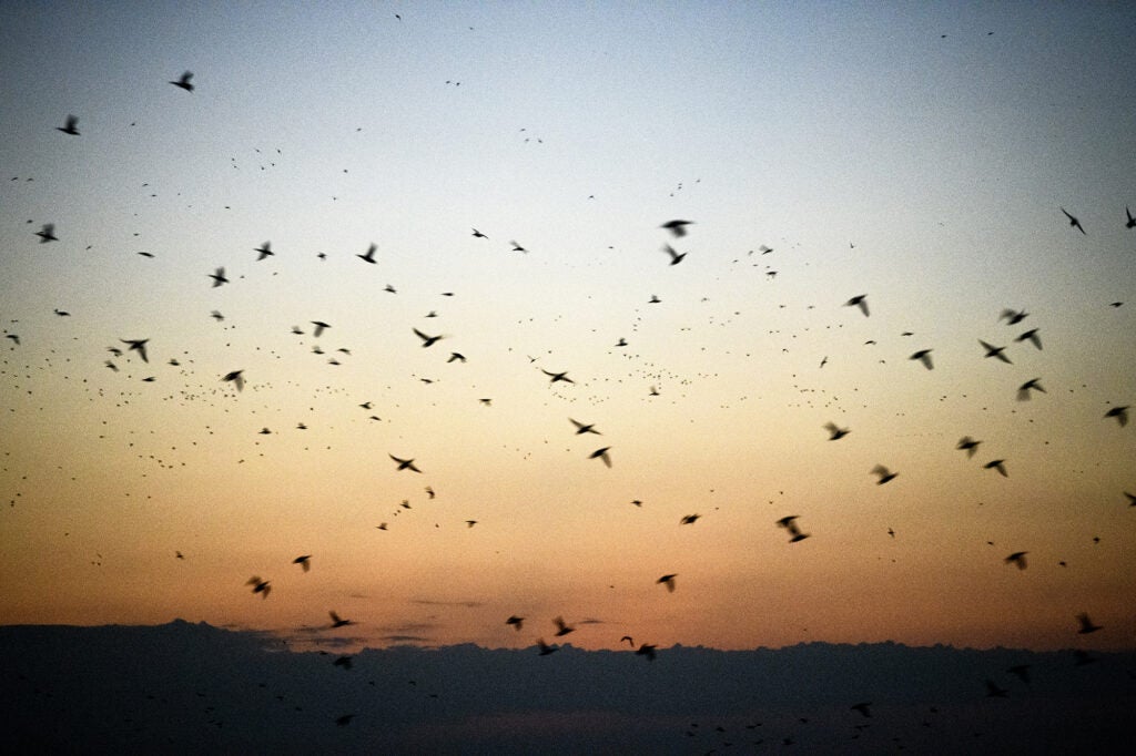 teal hunting texas