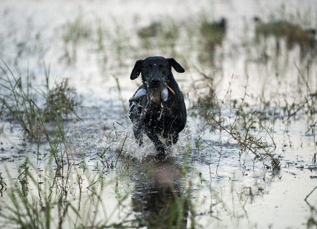 Retrieving a blue-winged teal back to hand.