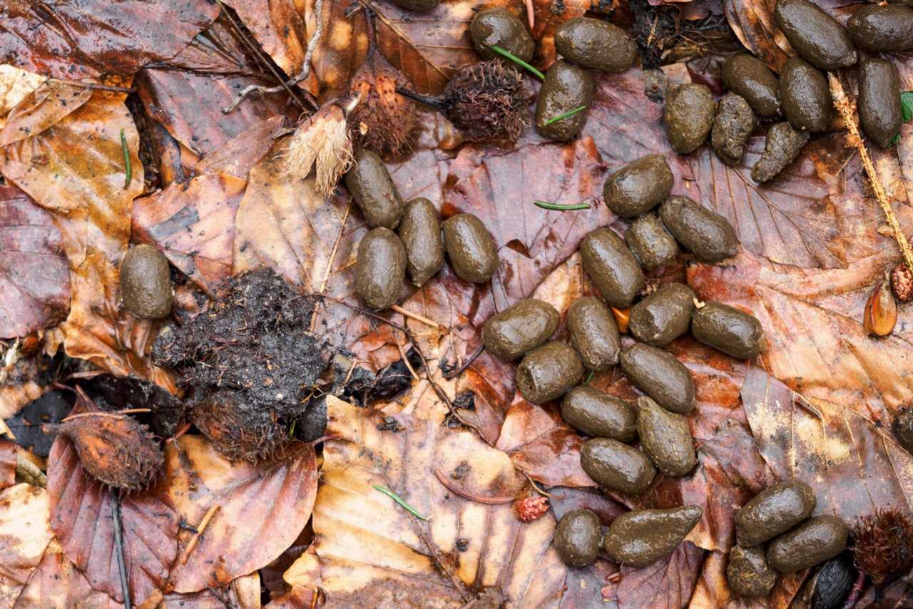 whitetail deer scat in leaves