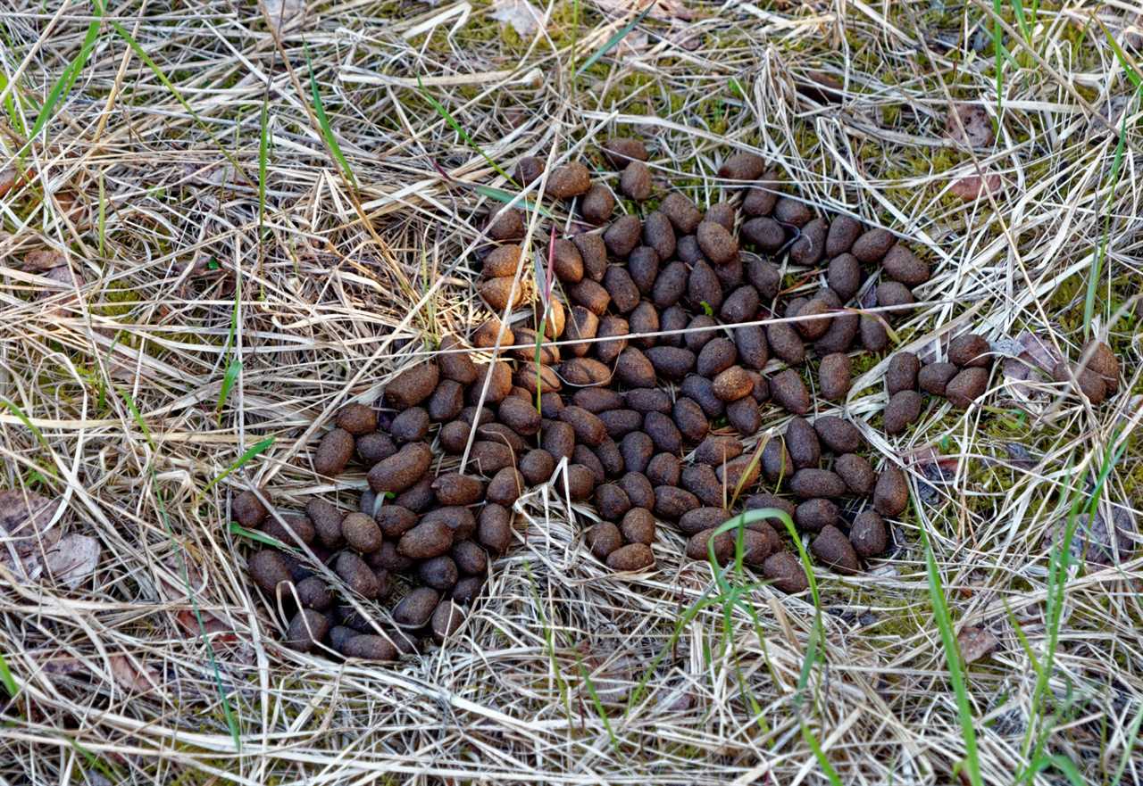 elk scat