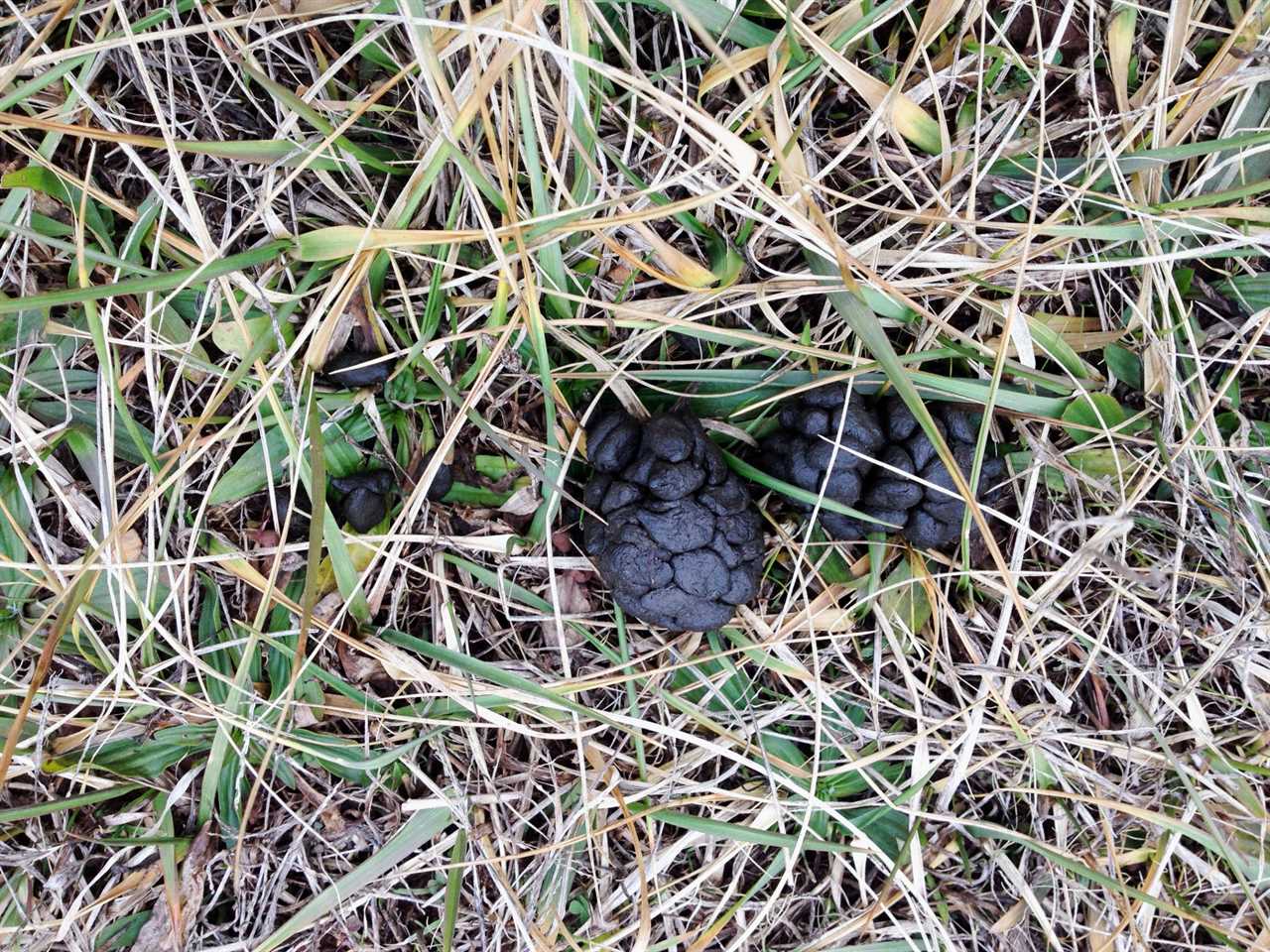 wet deer scat