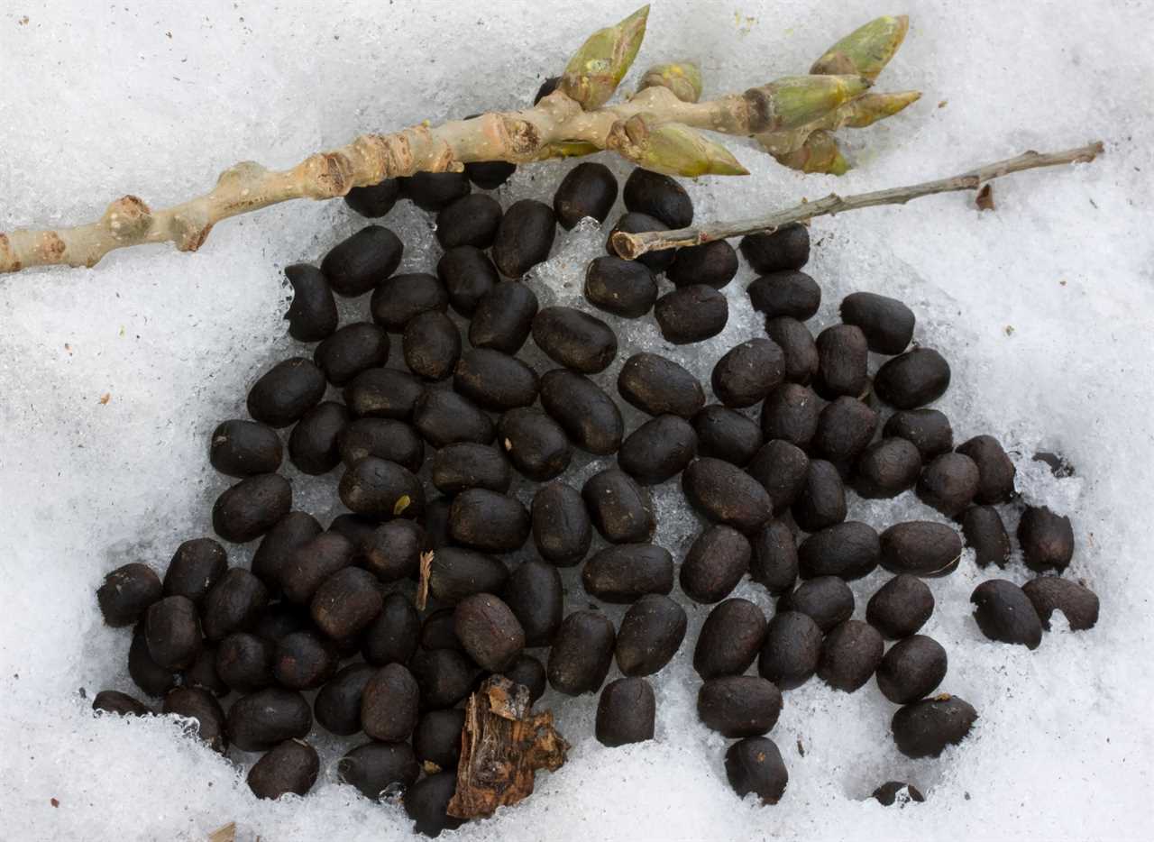 deer scat close-up