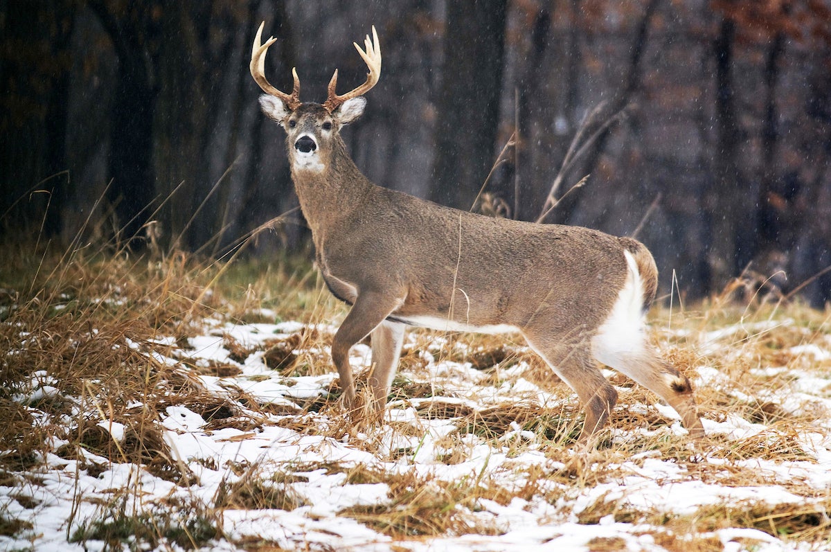 Whitetail buck