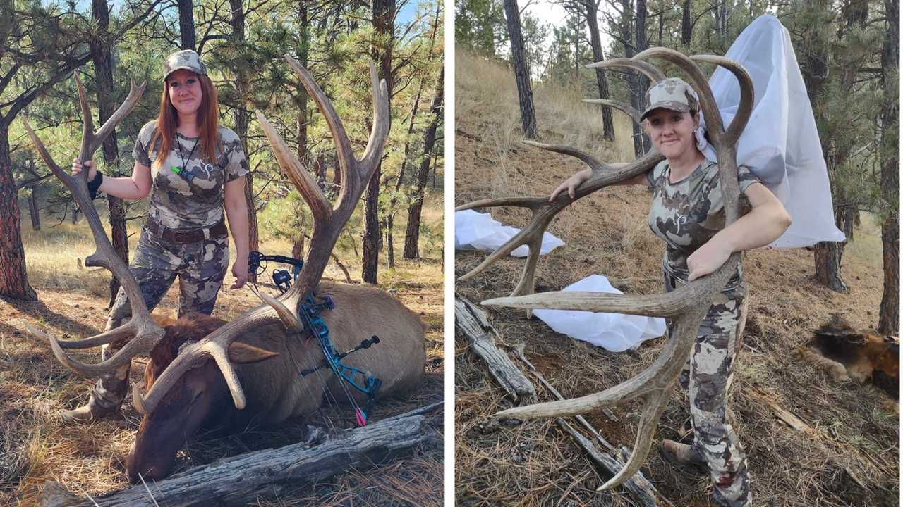 montana bowhunter with 7x7 bull elk