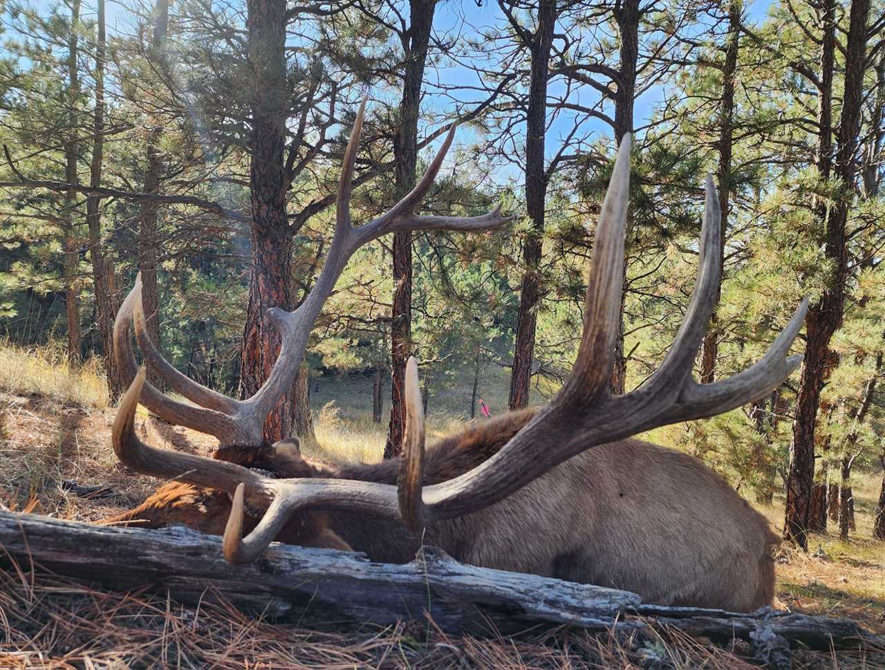 erika lincoln's bull elk