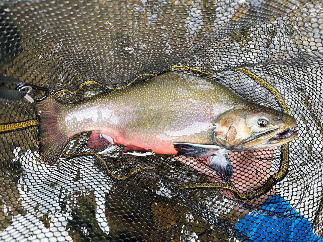 brook trout in a net