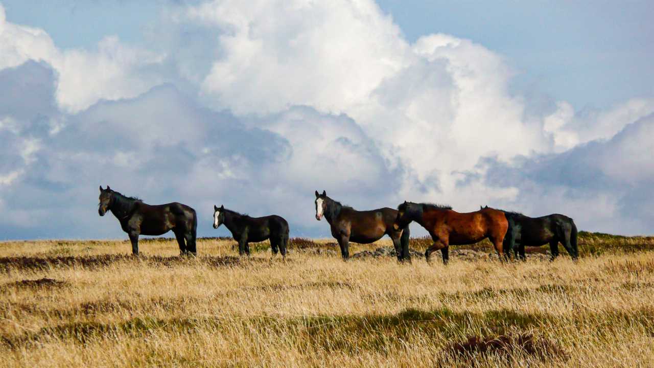 australian wild horses