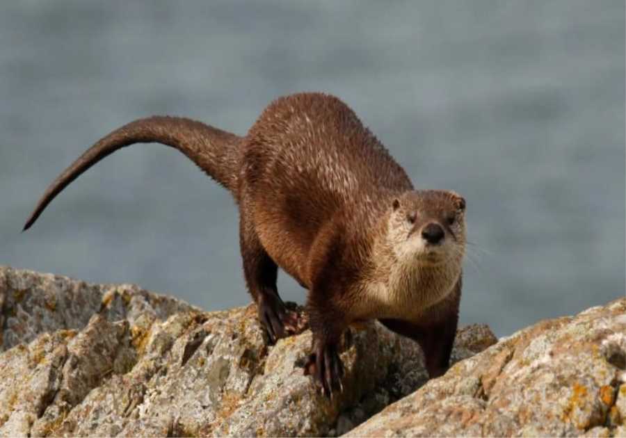 Florida Man Suffers 41 Wounds During Rabid River Otter Attack